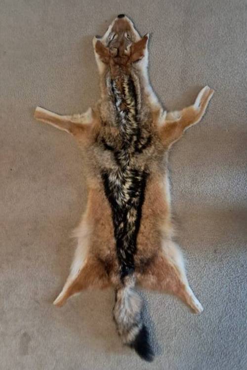 African black back jackal hide